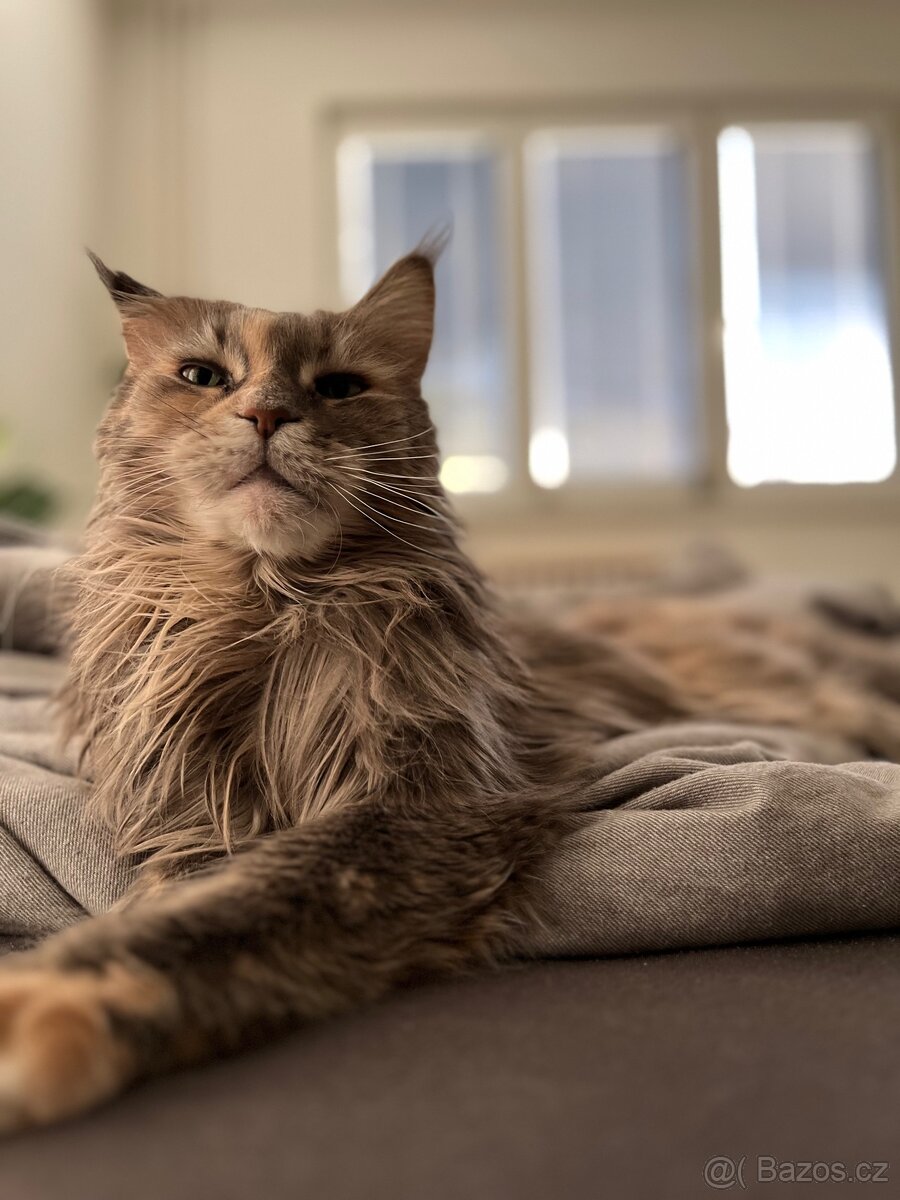 Mainská mývalí kočka - 3