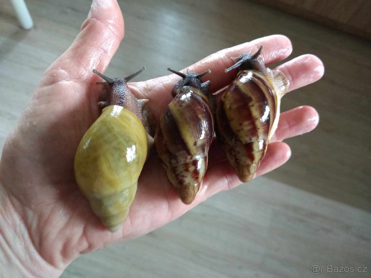 Africký šnek Archachatina Porphyrostoma - 3