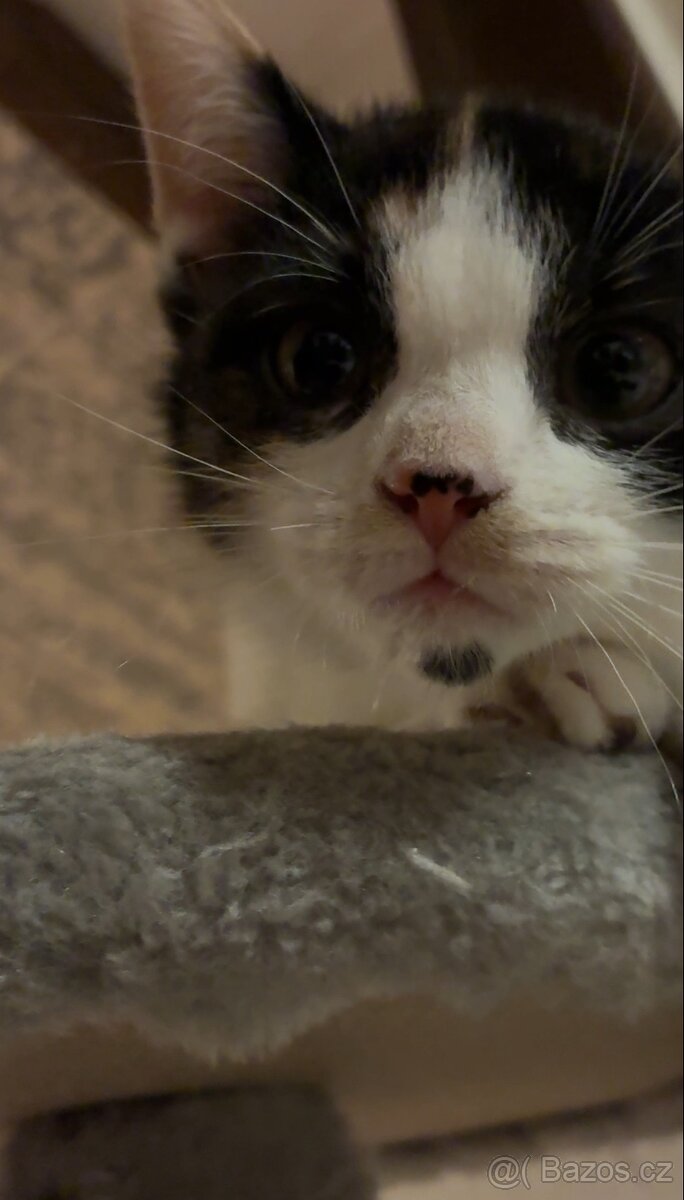 Polo-britská koťátka - 3