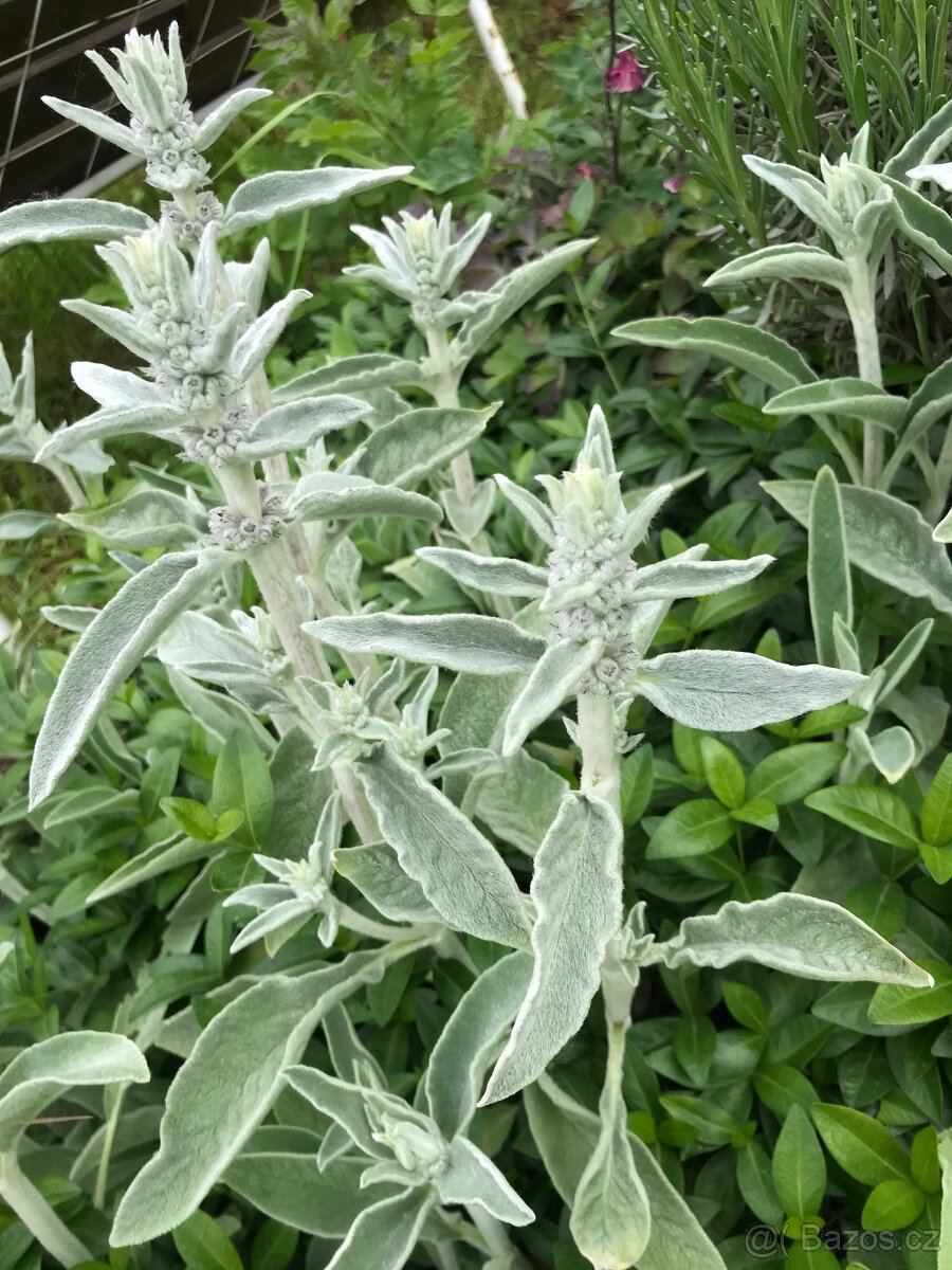 Sazenice trvalek a keřů k výsadbě - 3