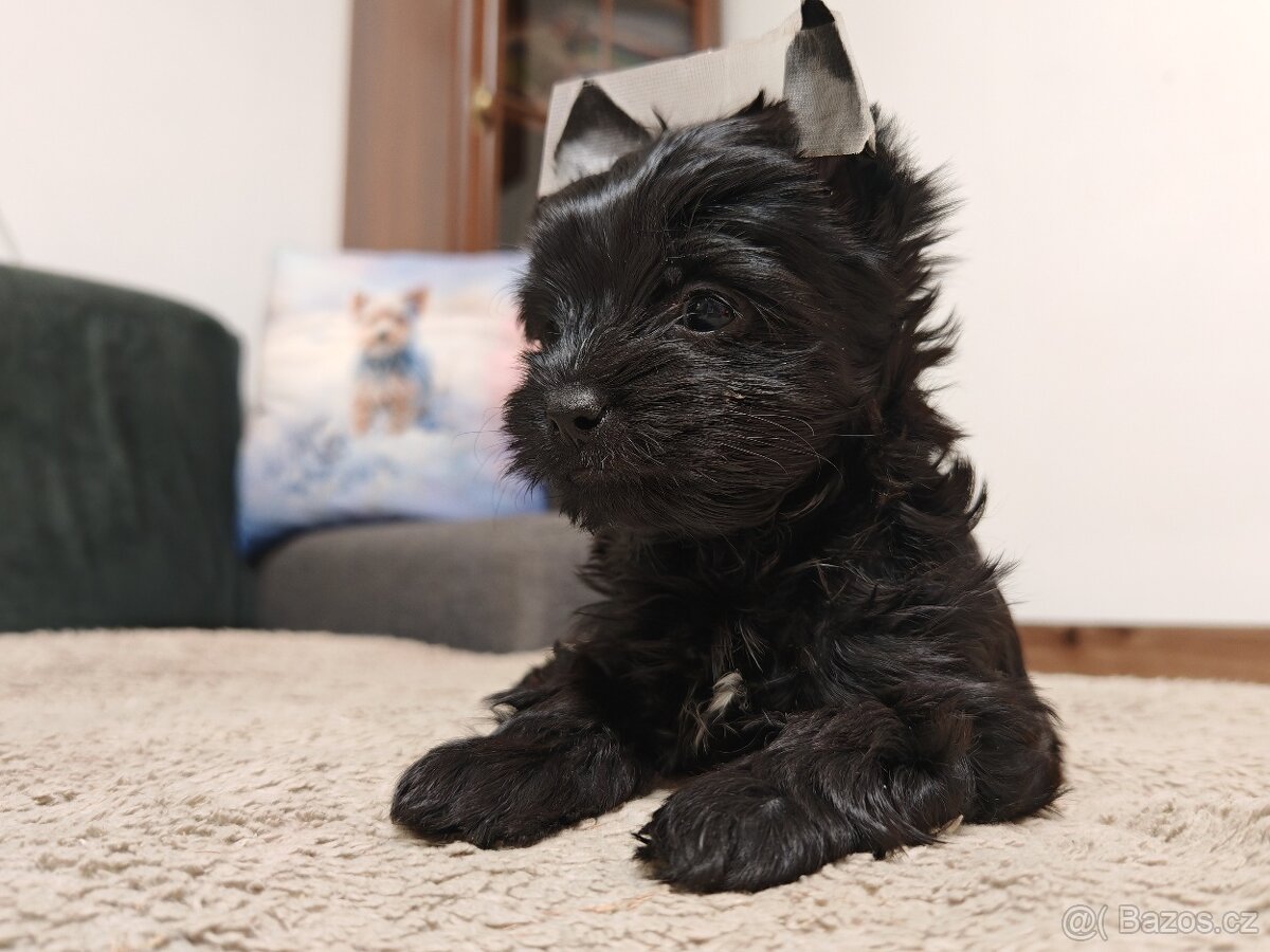 jorkšírský teriér fenka s PP - 3