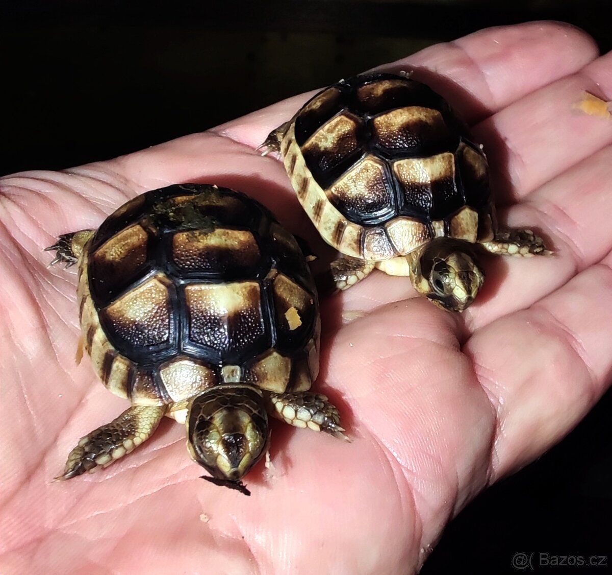 Želva zelenavá, vroubená, žlutohnědá - 3
