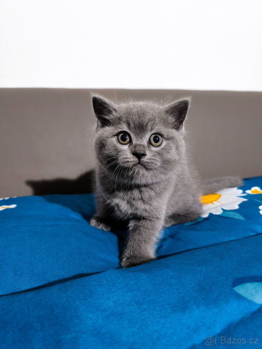 Britská Modrá koťátka - 3