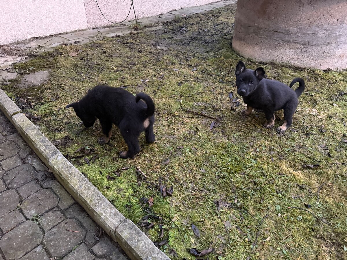 Pes Německy ovcak - 3