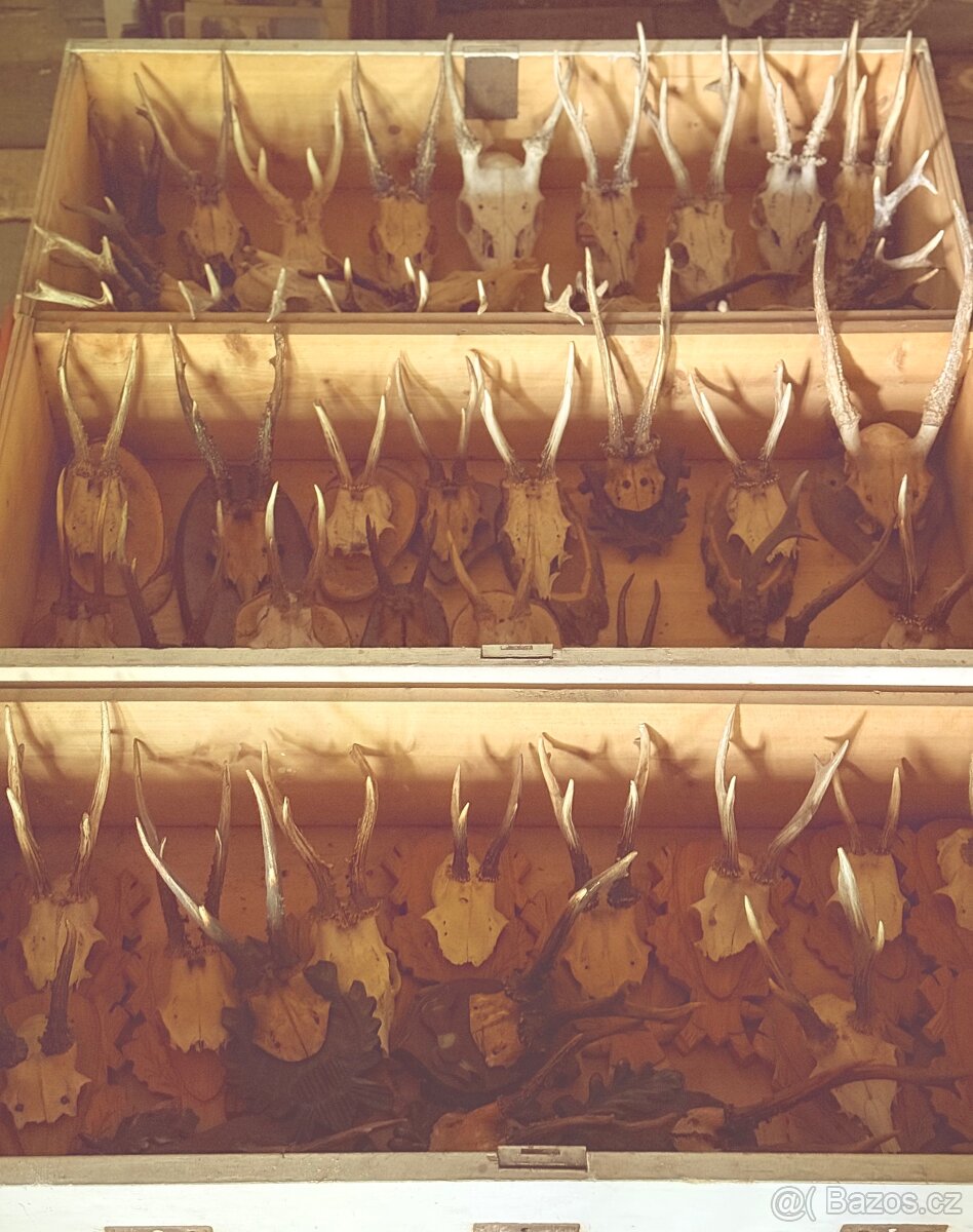 Srnčí parůžky, trofeje - 3