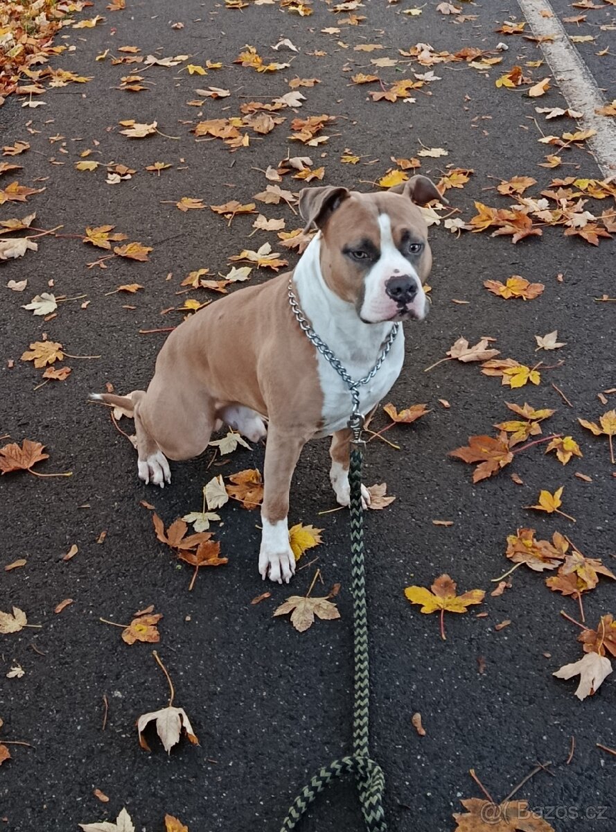Americký stafordšírský teriér - 3