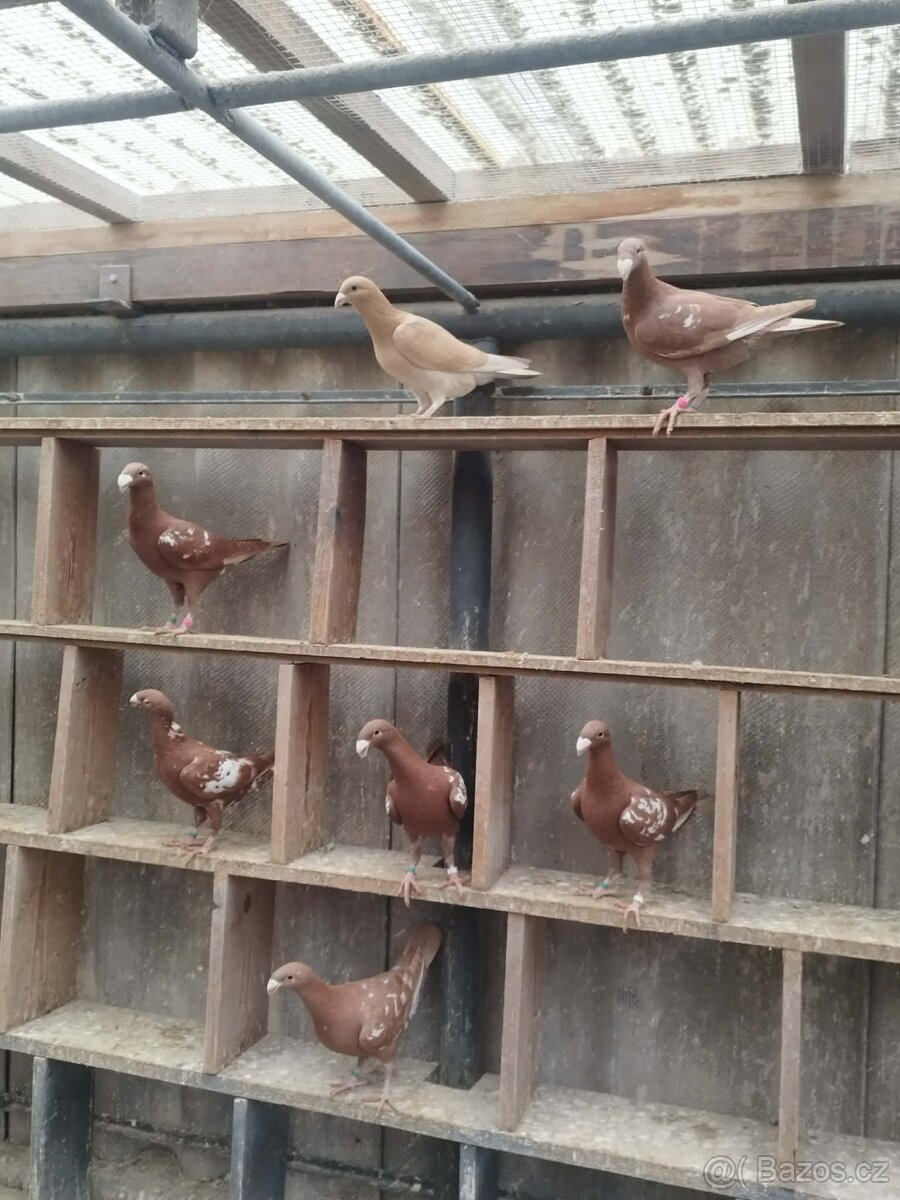 Prodám holuby NVH a texany - 3