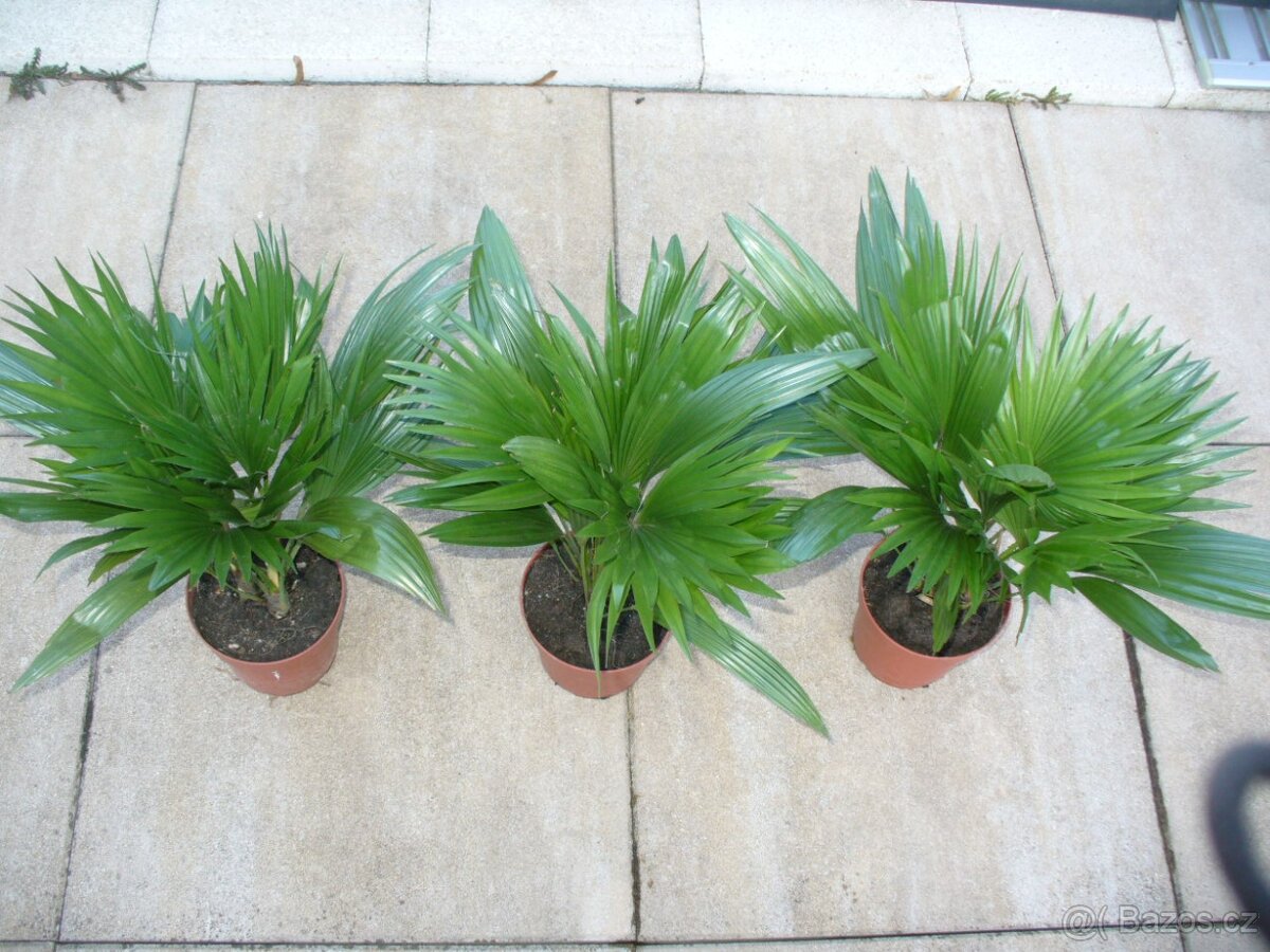 Palma Livistonia - 3