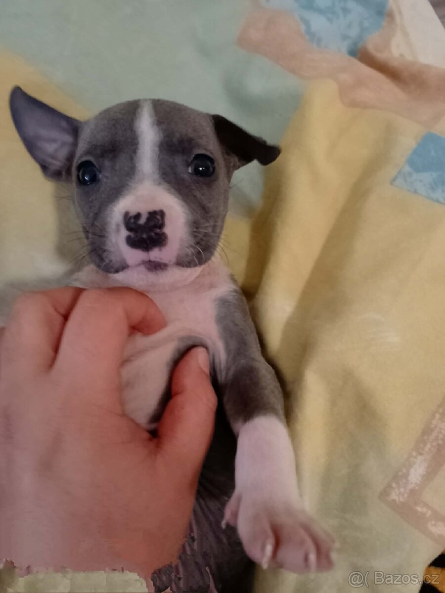 Stafordšírský bulteriér - 3