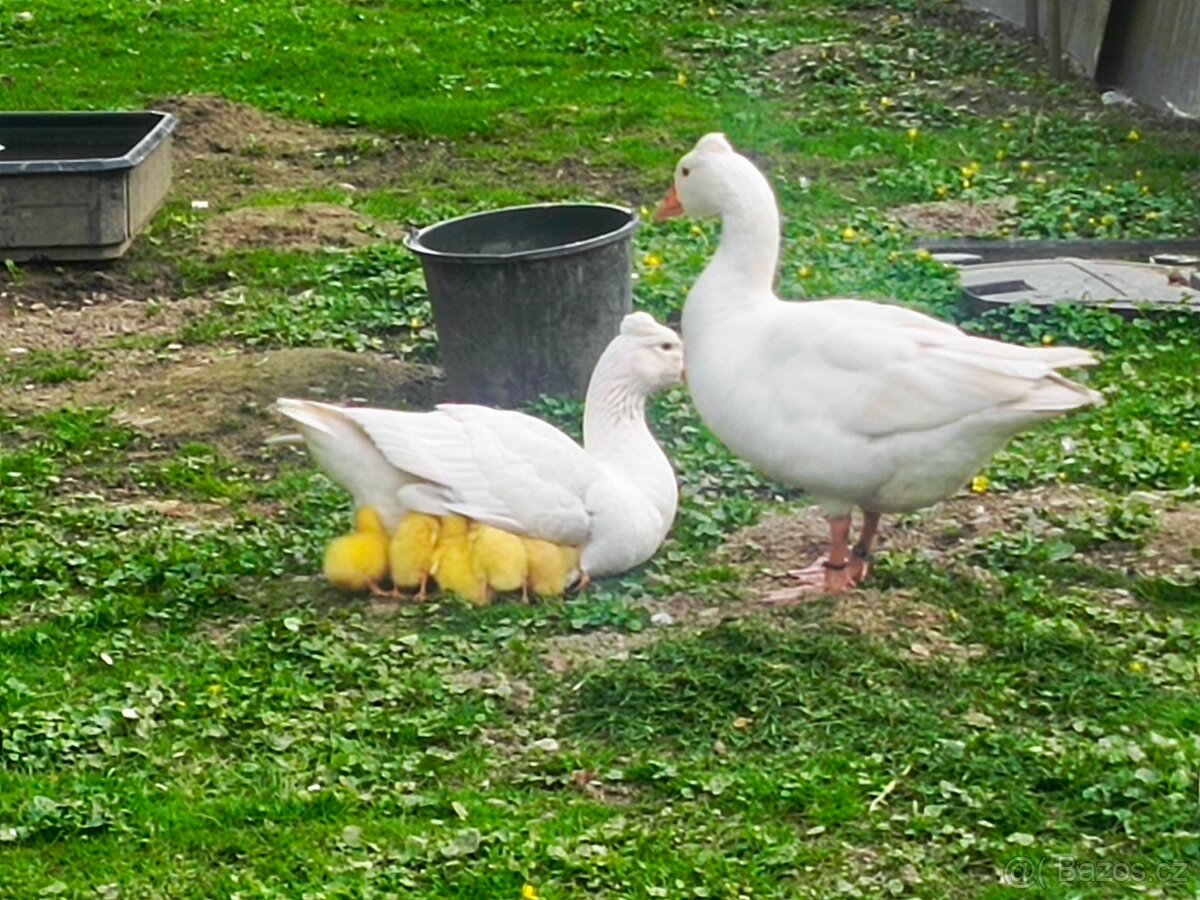 Husa Česká chocholatá - 3