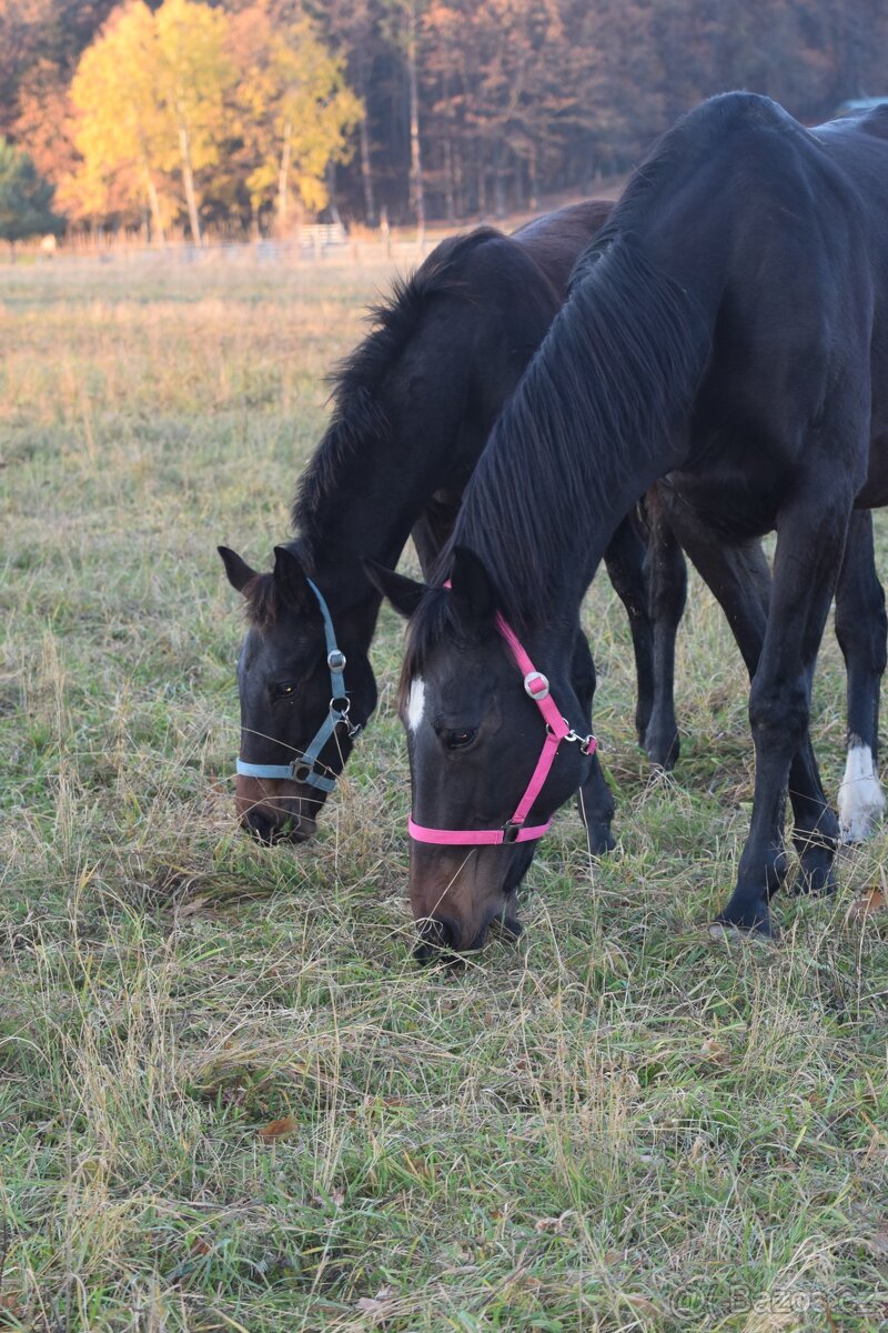 Belmondo letošní odstávče - 3