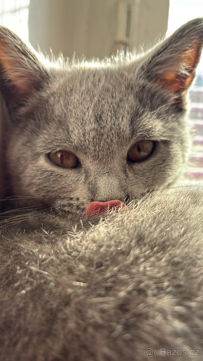 Britská koťata - 3