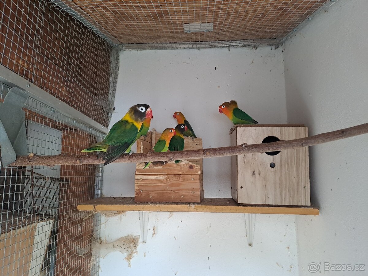 Agapornis Fishery,Škraboškový,Růžovohrdlý - 3