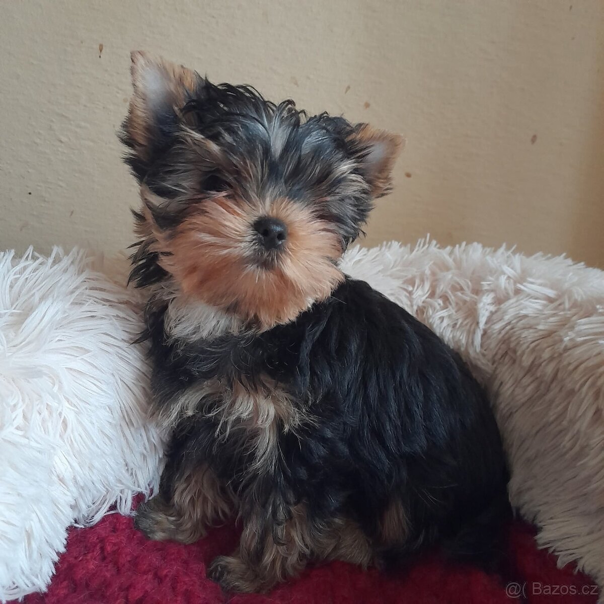 Jorkšírský teriér - 3