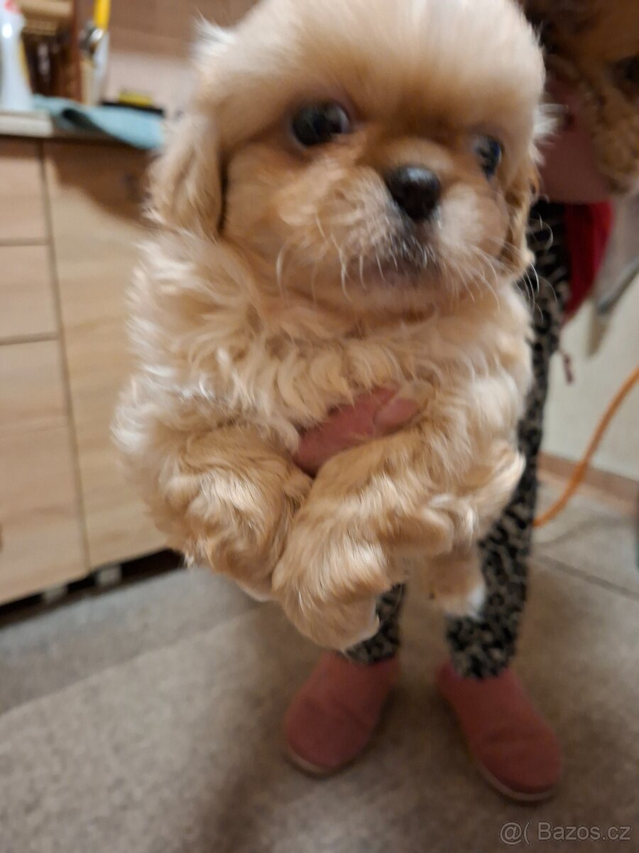 štenata pekineza - 3