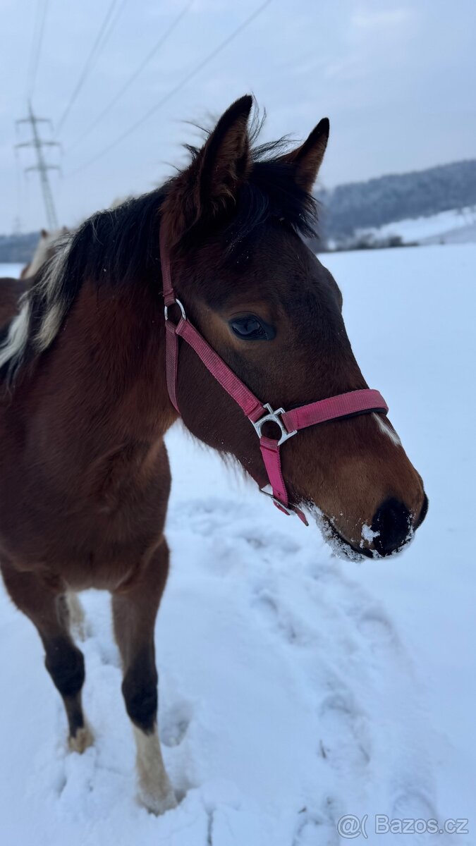 Kobylka hafling x APH - 3