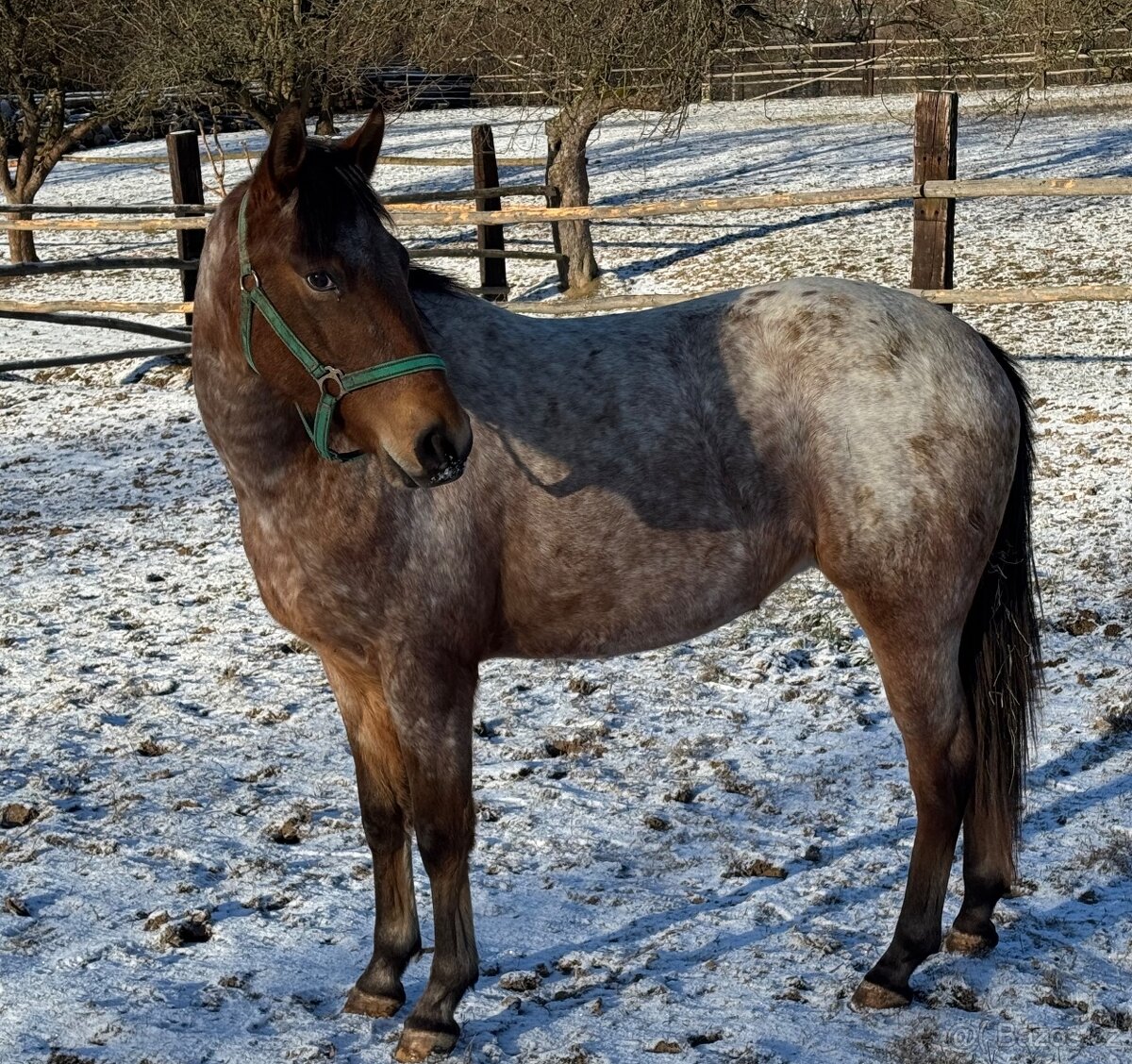 Prodám mladou klisnu zajímavé barvy - 3