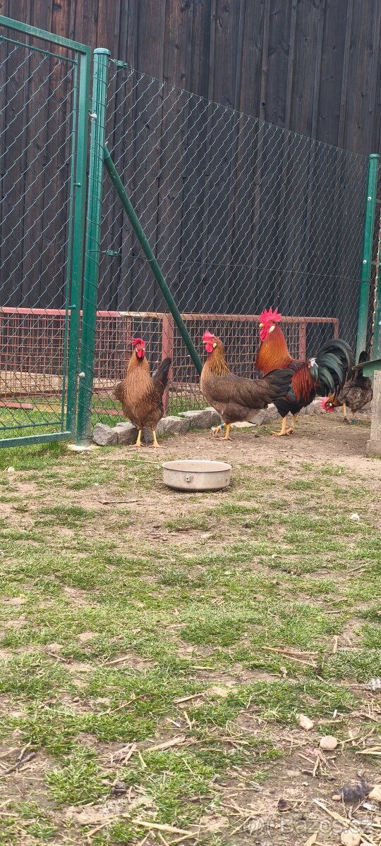 Vlaška koroptví - 3