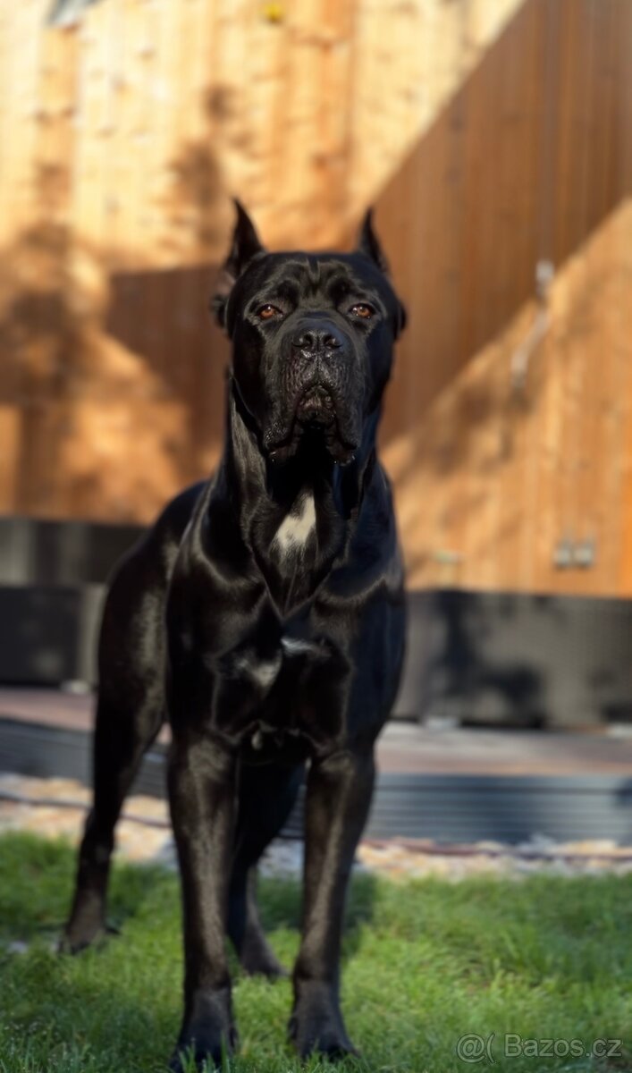 Krycí pes Cane Corso s PP - 3