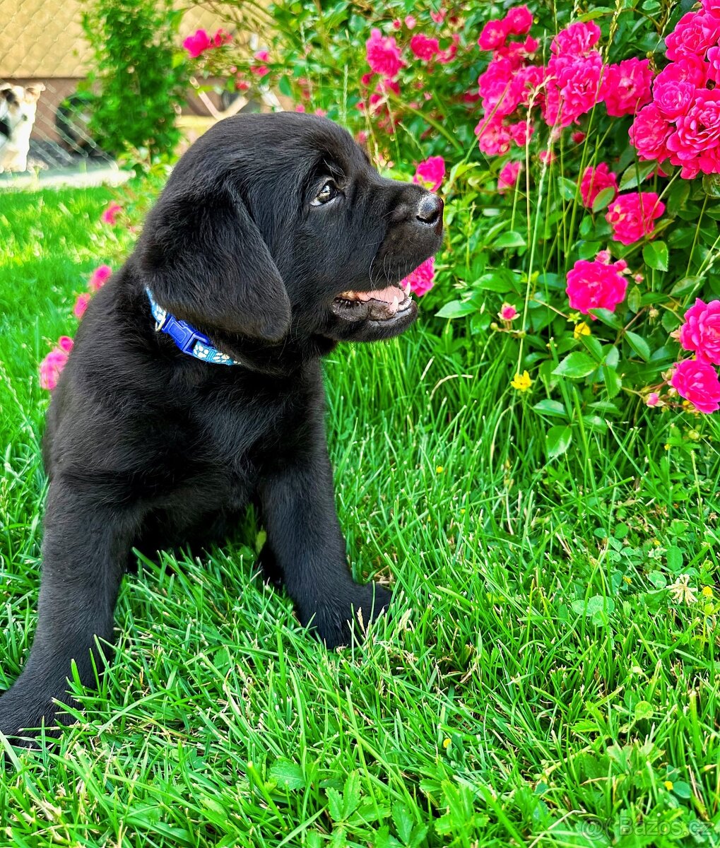 REZERVACE Labradorský Retriever s PP - 3