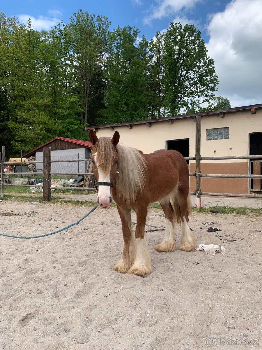 Valach Irský cob - 3