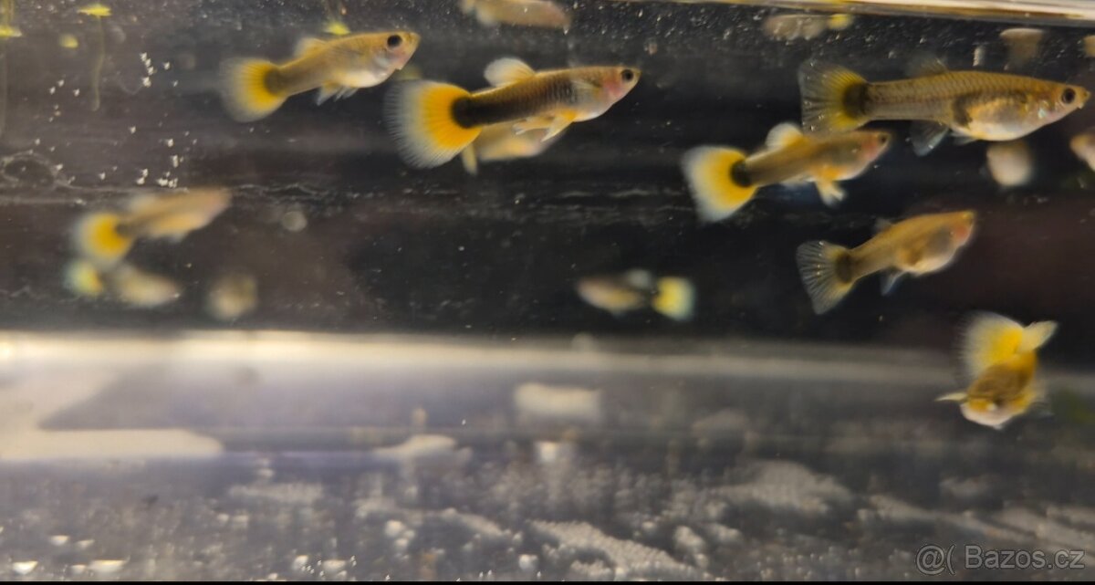 Paví oko - tuxedo yellow - 3