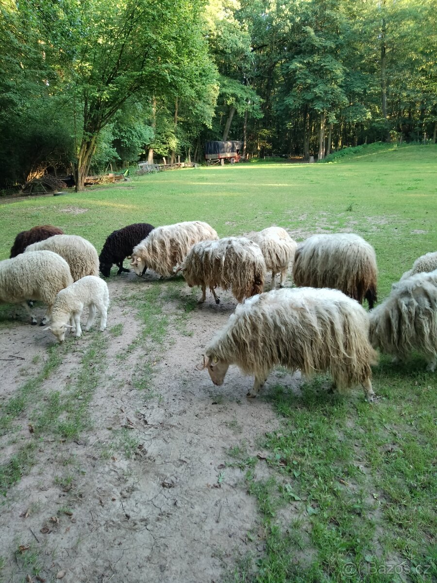 Původní valaška - 3