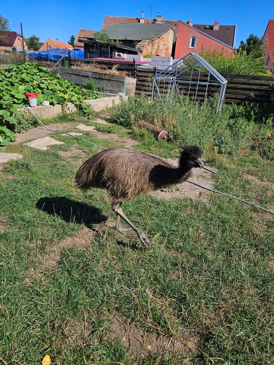 Emu hnědý - 3