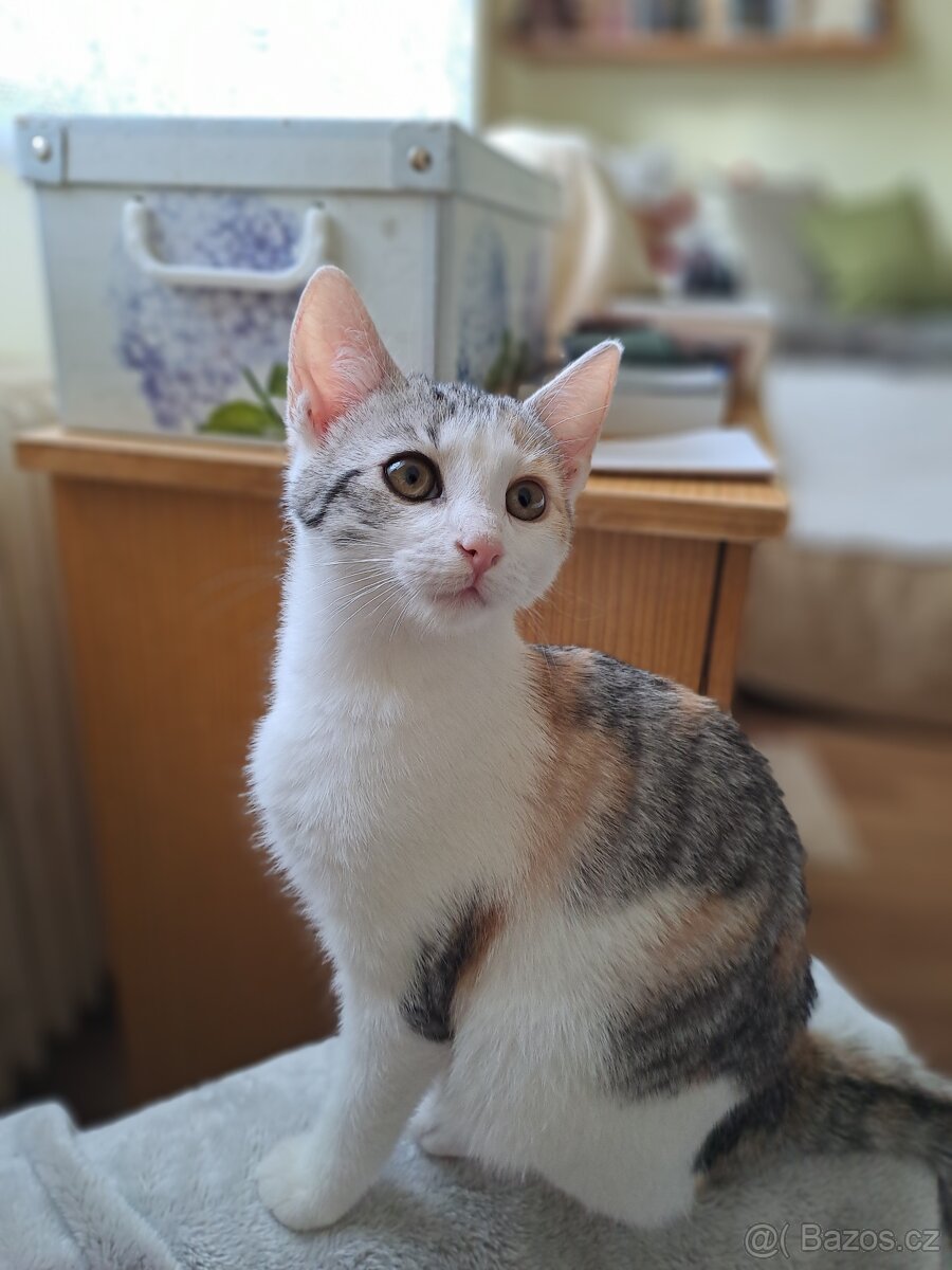 Čtyřměsíční kočička - 3