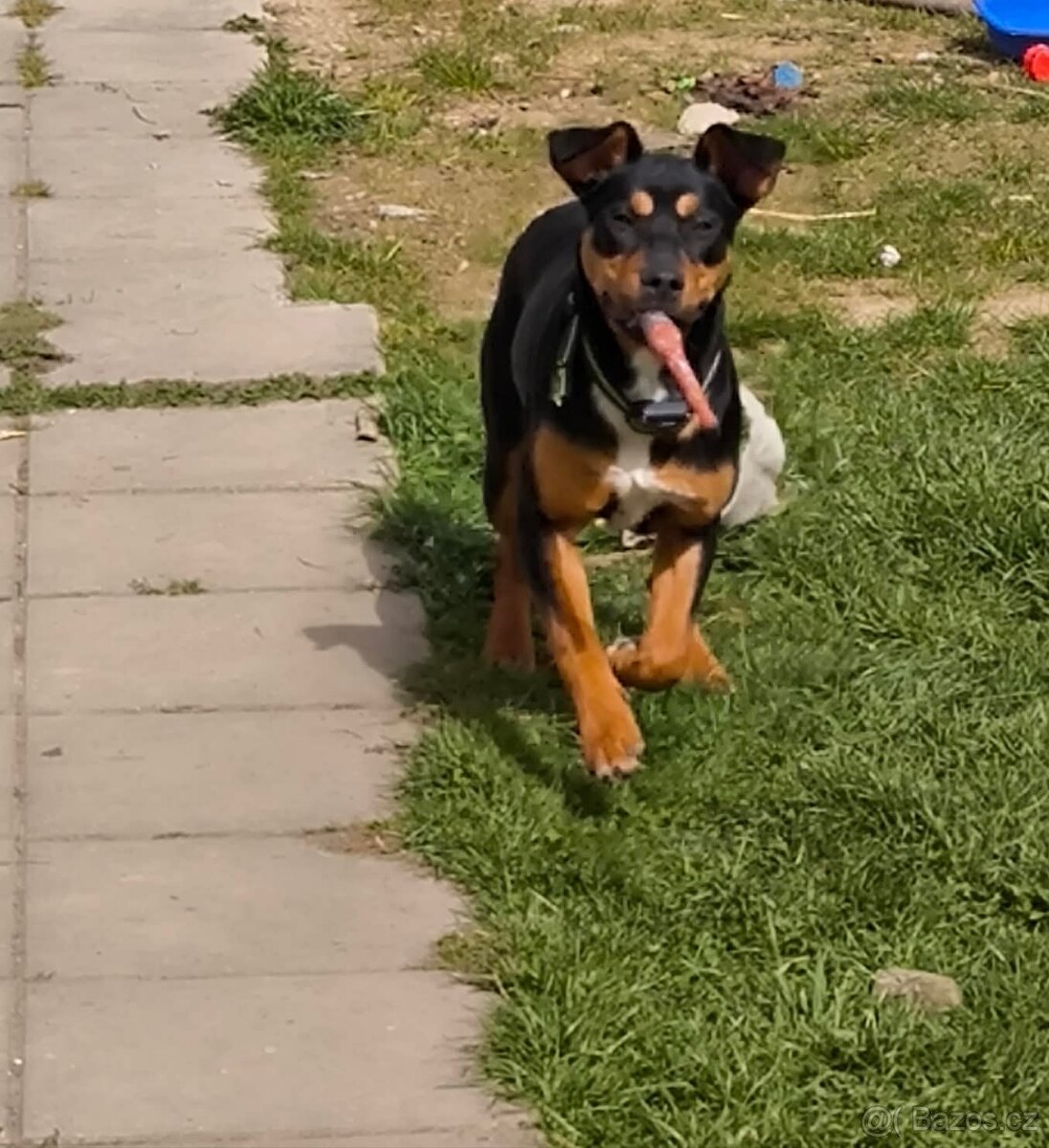 Daruji fenku křížence - 3