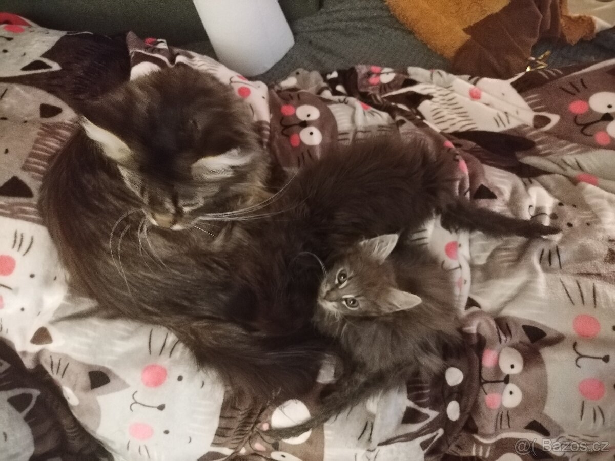 Mainská mývalí koťátka - 3