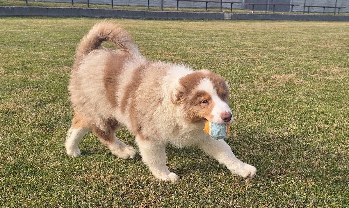 Australský ovčák s PP - 3