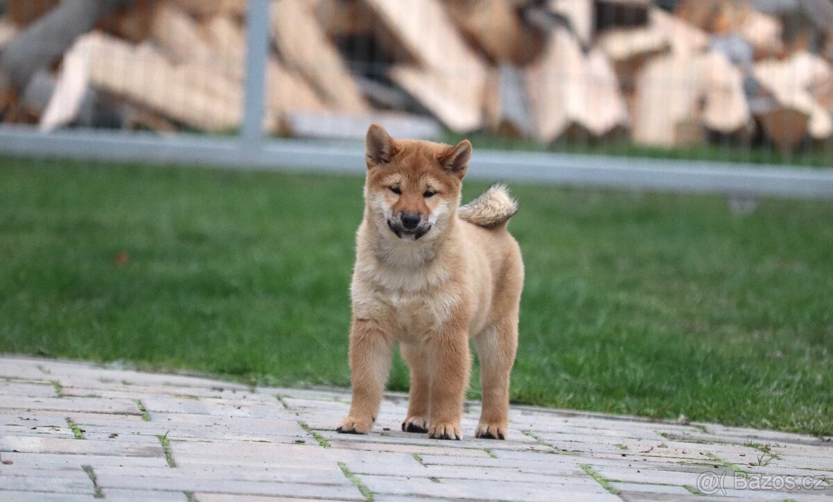 Shiba inu s PP - 3