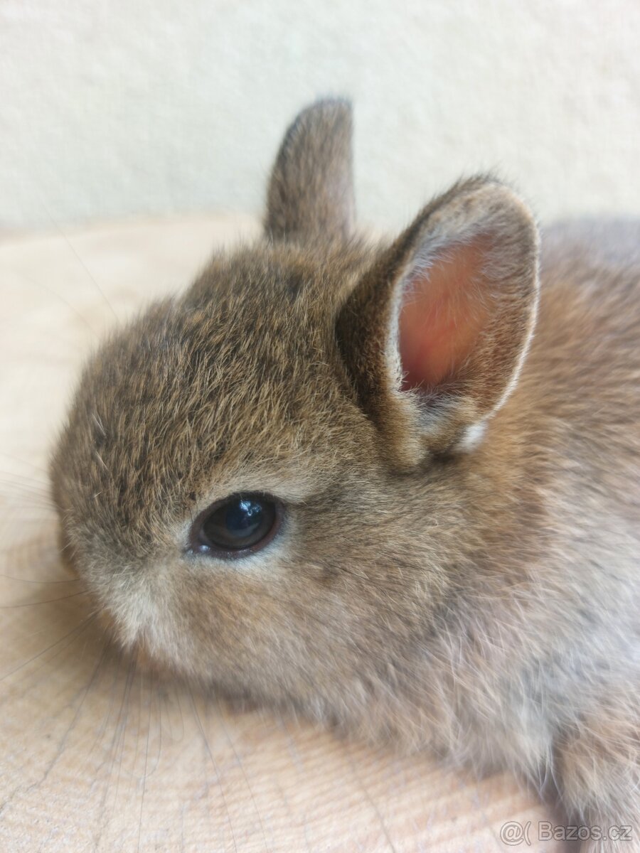 Zakrslý králík hladkosrstý - samička - 3
