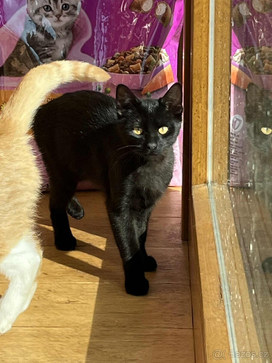 Daruji kocourka a kočičku dorostence - 3