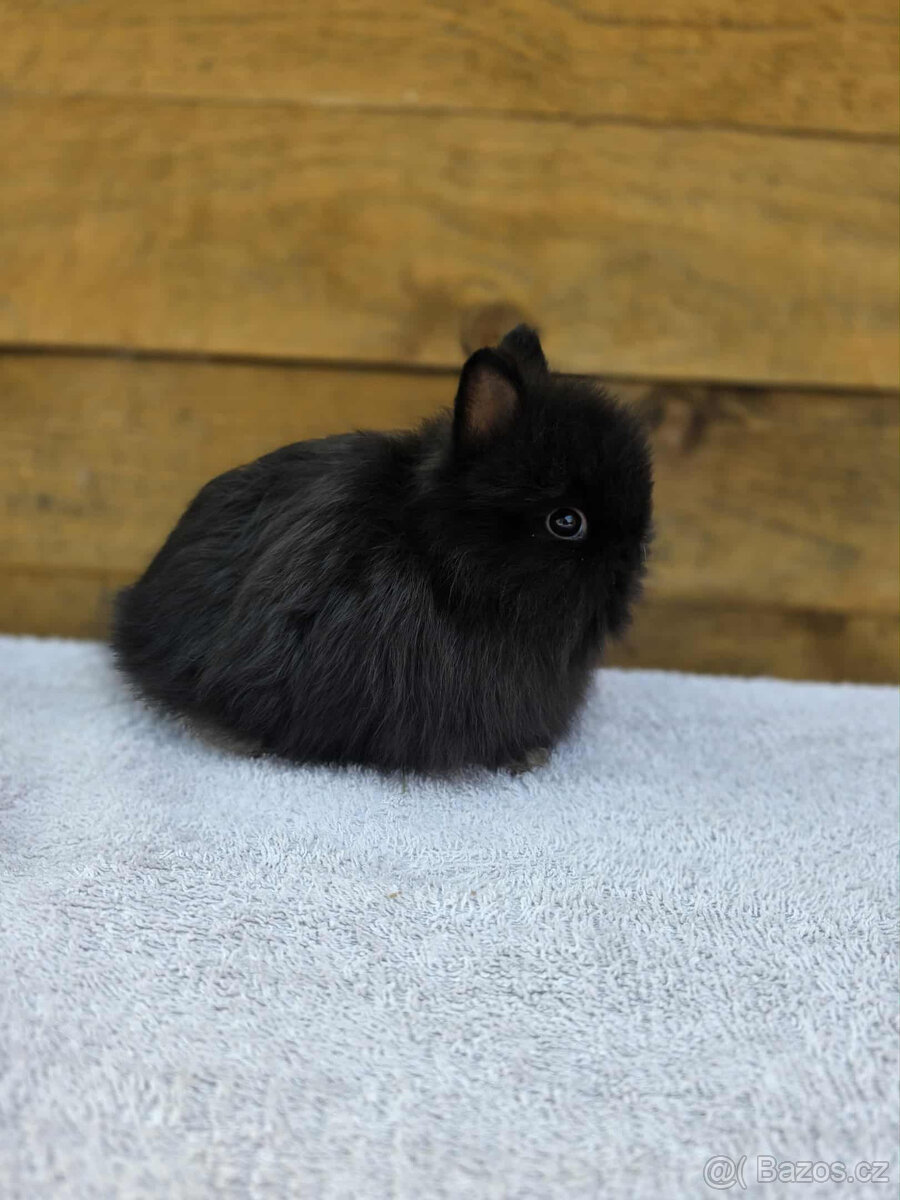 Zakrslí Teddy králíčci s PP - 3