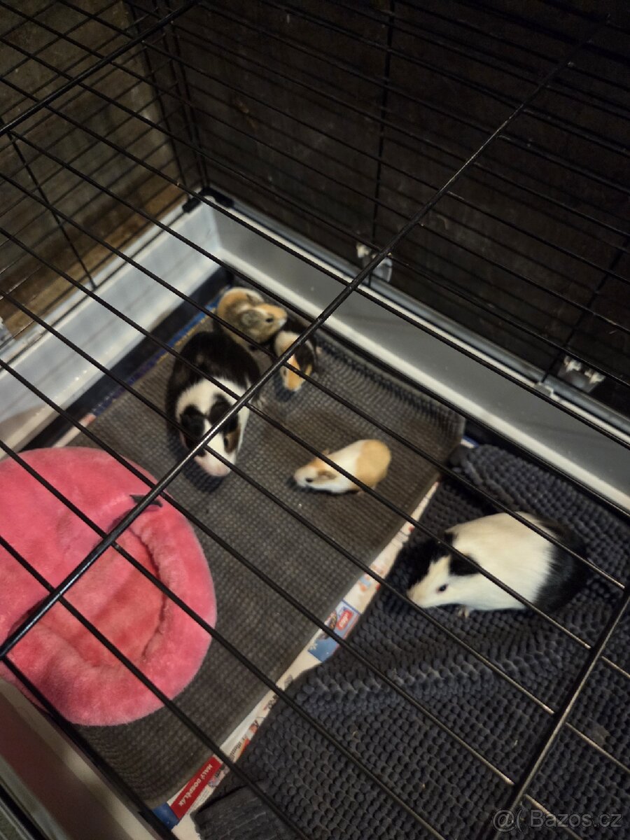 Morčata včetně klece a příslušenství - 3