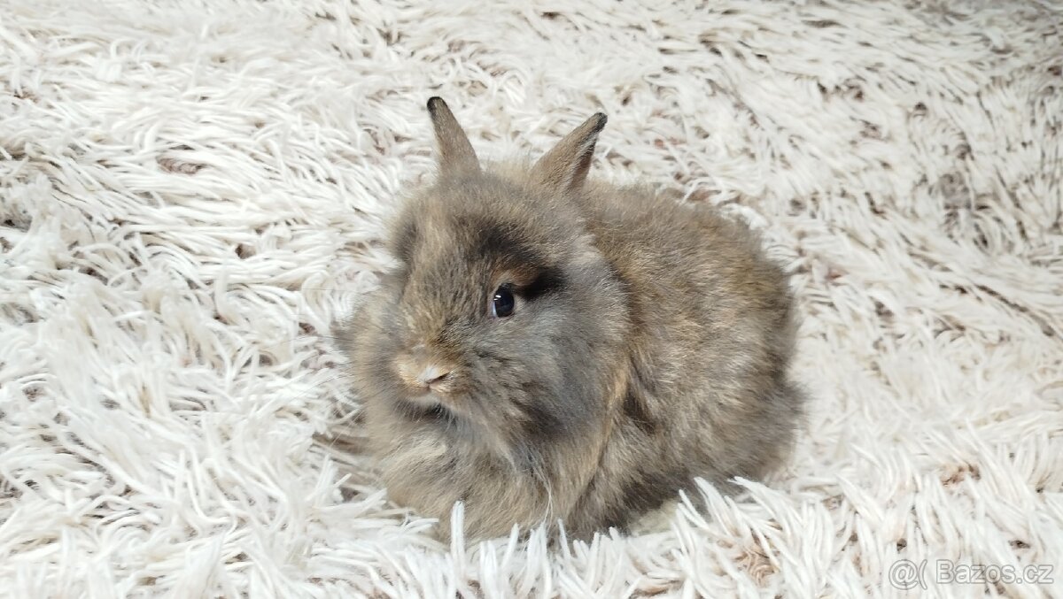 Zakrslý králík, králíček - HARRY - 3