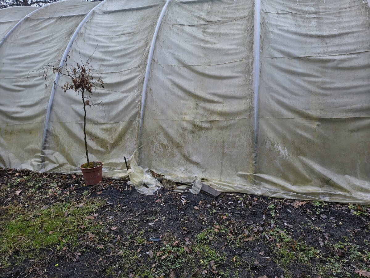 Foliák Olbramovice - 3