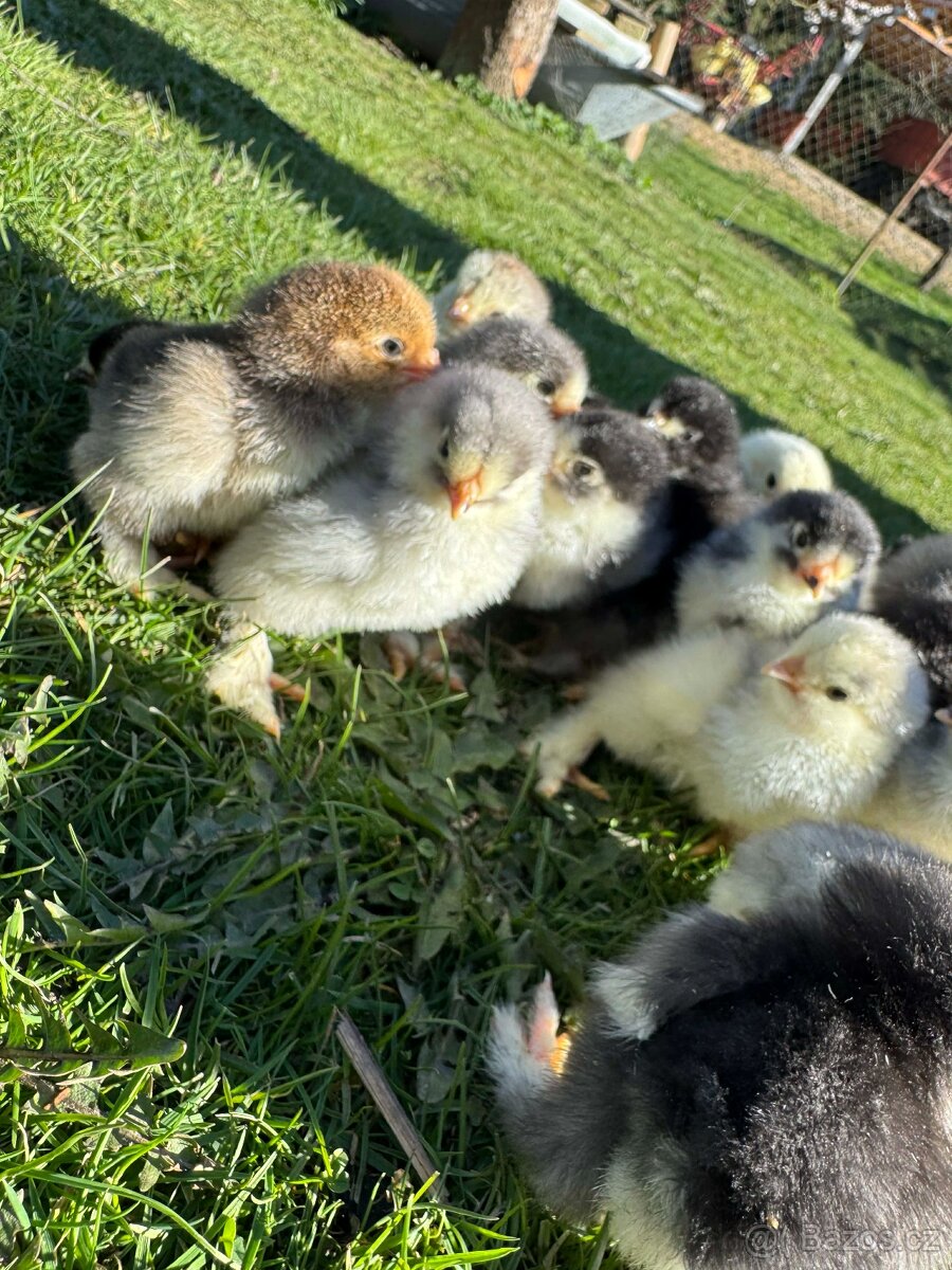 Brahmánka velká - 3