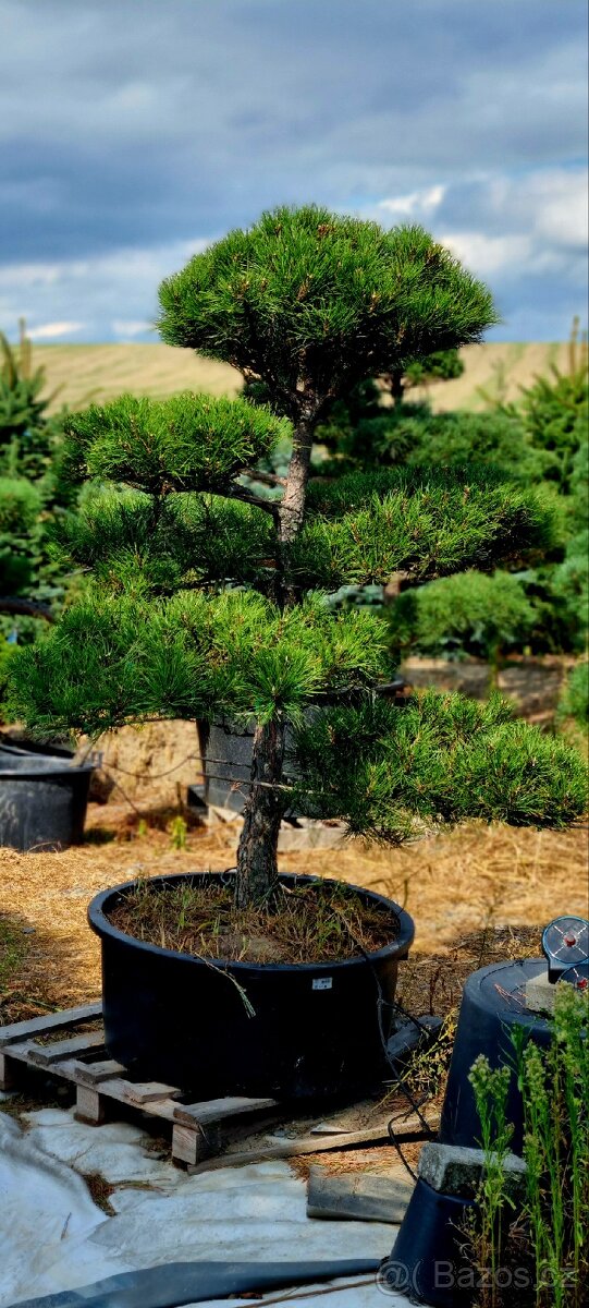 TVAROVANÉ STROMY NIWAKI - 3