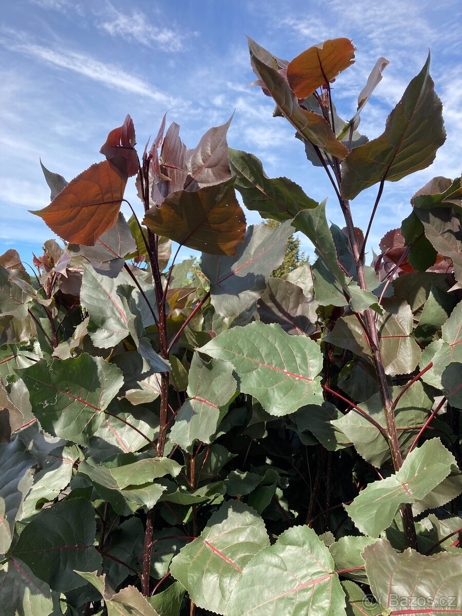 Topol bavlníkový 150 cm - 3