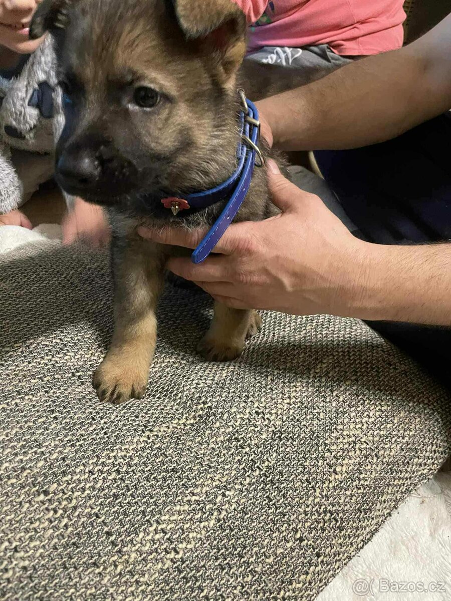 Štěňata Německý ovčák - 3