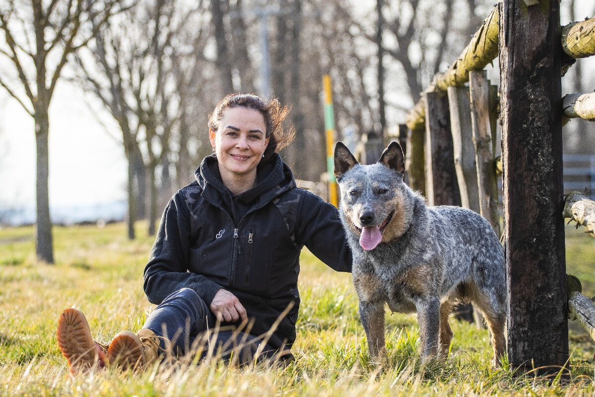 Nabízím krytí- ACD s PP - 3