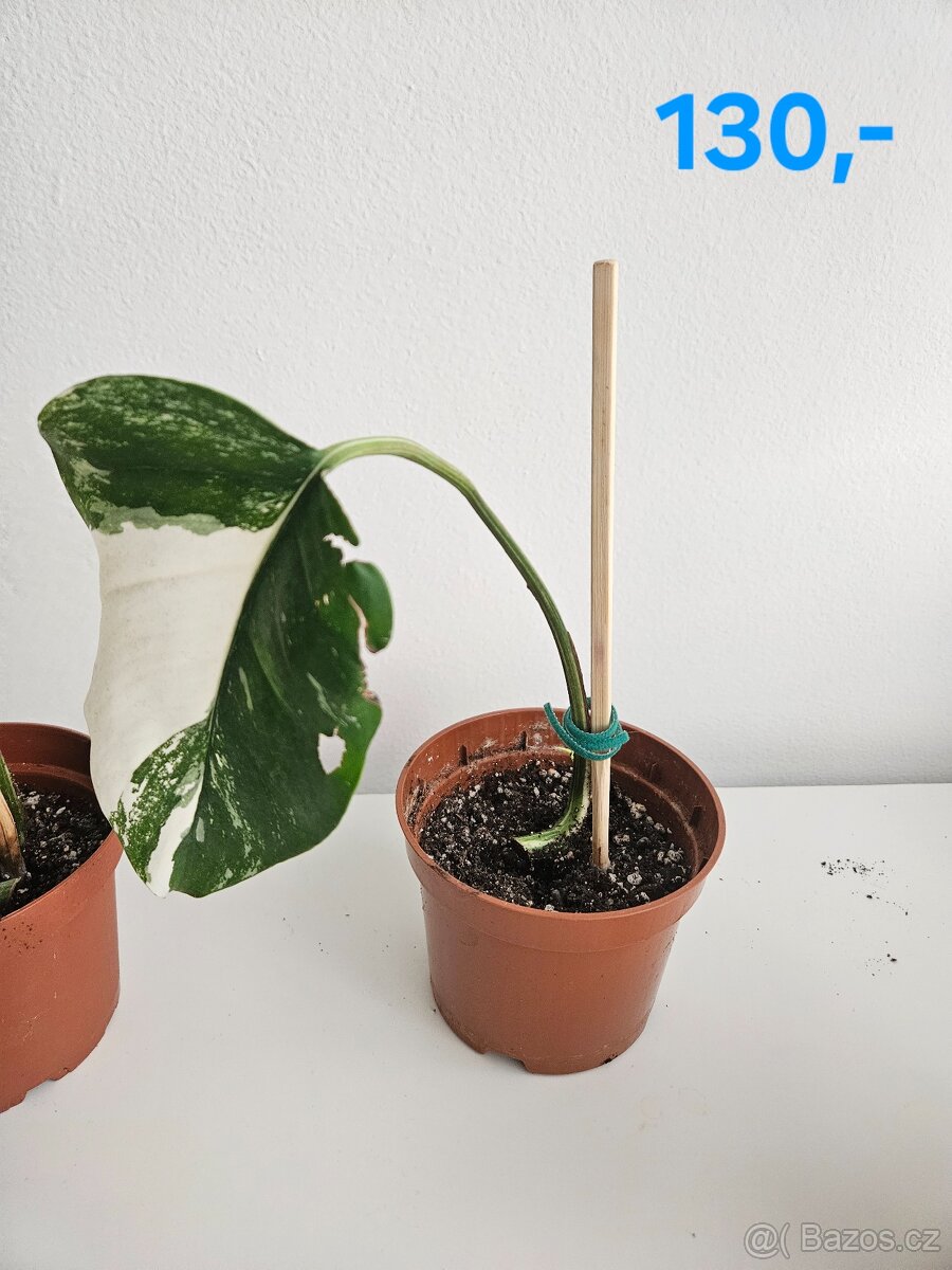 Monstera albo variegata - 3