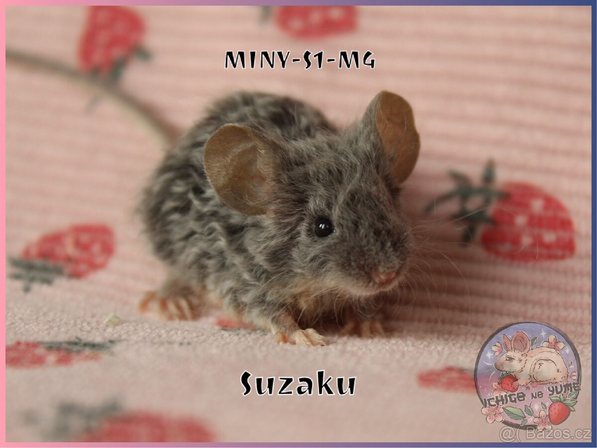 Barevné / fancy myšky - 3