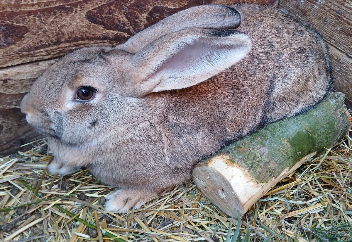 Prodám králíky - 3