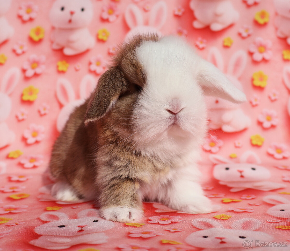 Modrooký zakrslý beránek sameček NHD . - 3