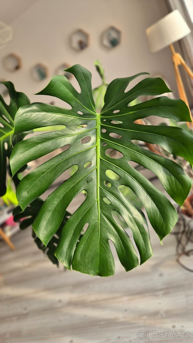 Monstera, výška 160cm - 3