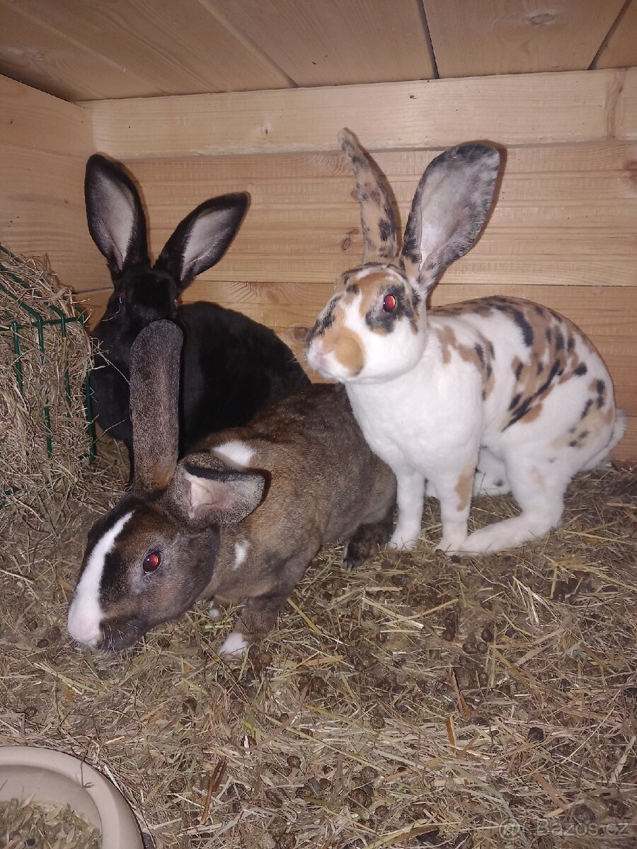 Kralik - Rex, samice,samci - 3